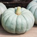 Jarrahdale Pumpkin Seed