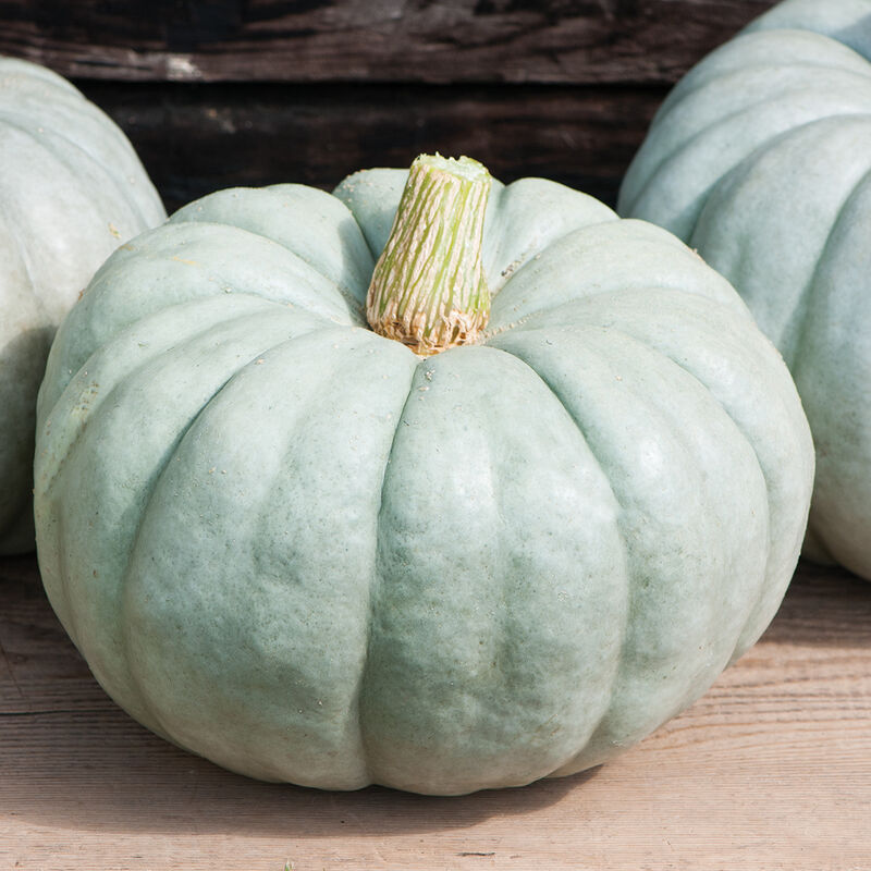 Jarrahdale Pumpkin Seed