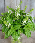 Sweet Basil Seeds