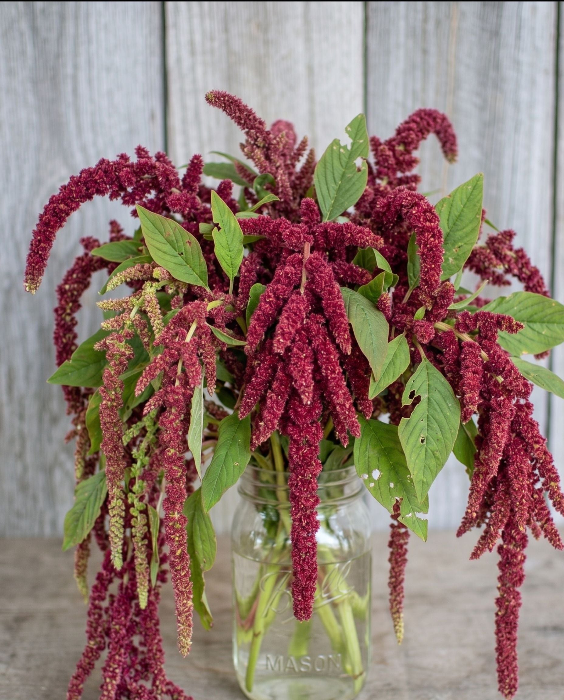 Amaranth (Love Lies Bleeding) Seeds