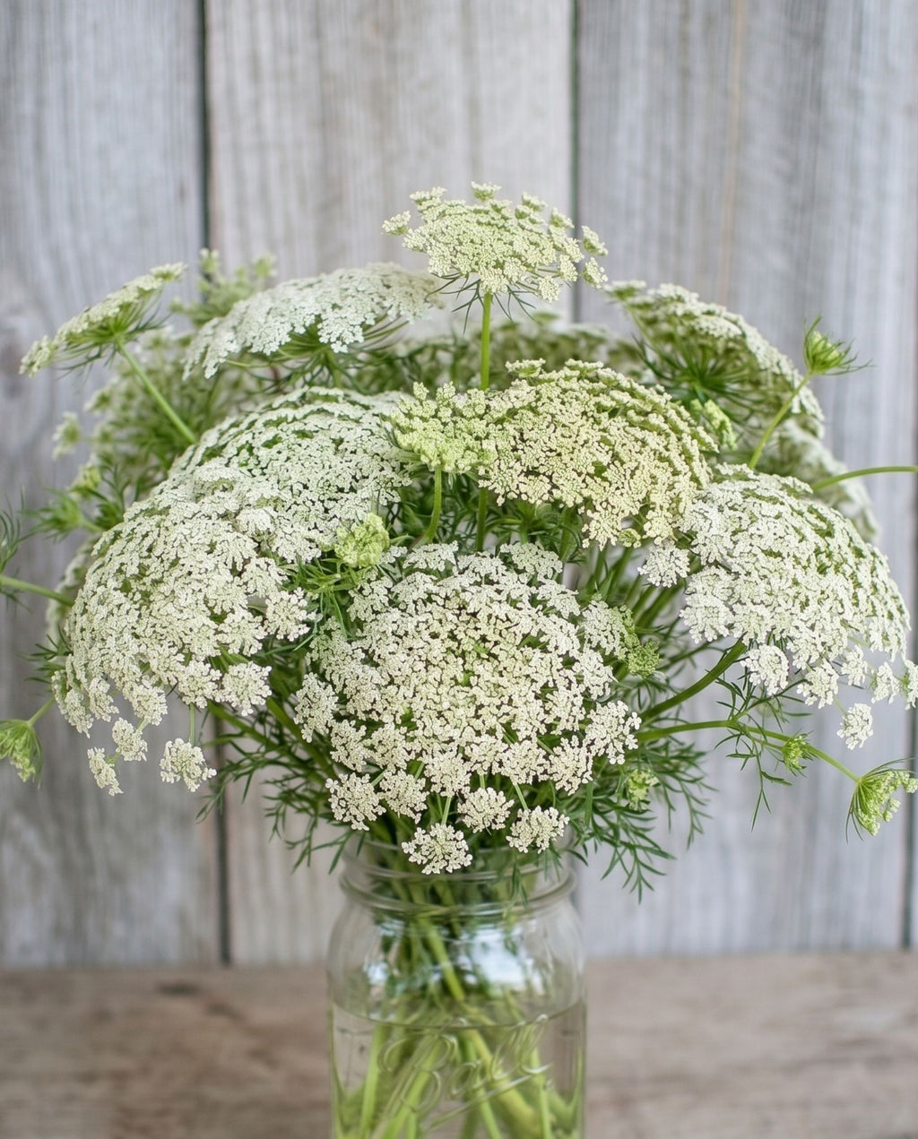 Ammi (Bishop's Flower) Seeds