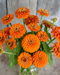 Zinnia 'Orange King' Seeds