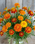 Marigold 'Nematode Control' Seeds