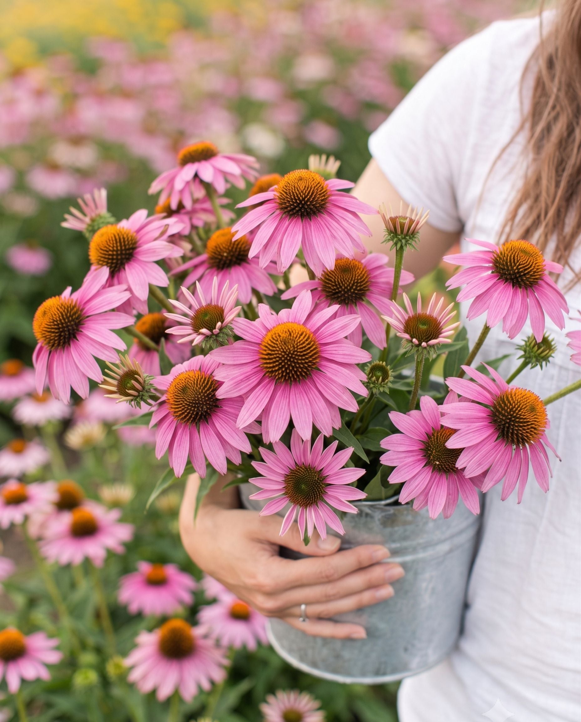 Echinacea (Purple Coneflower) Seeds