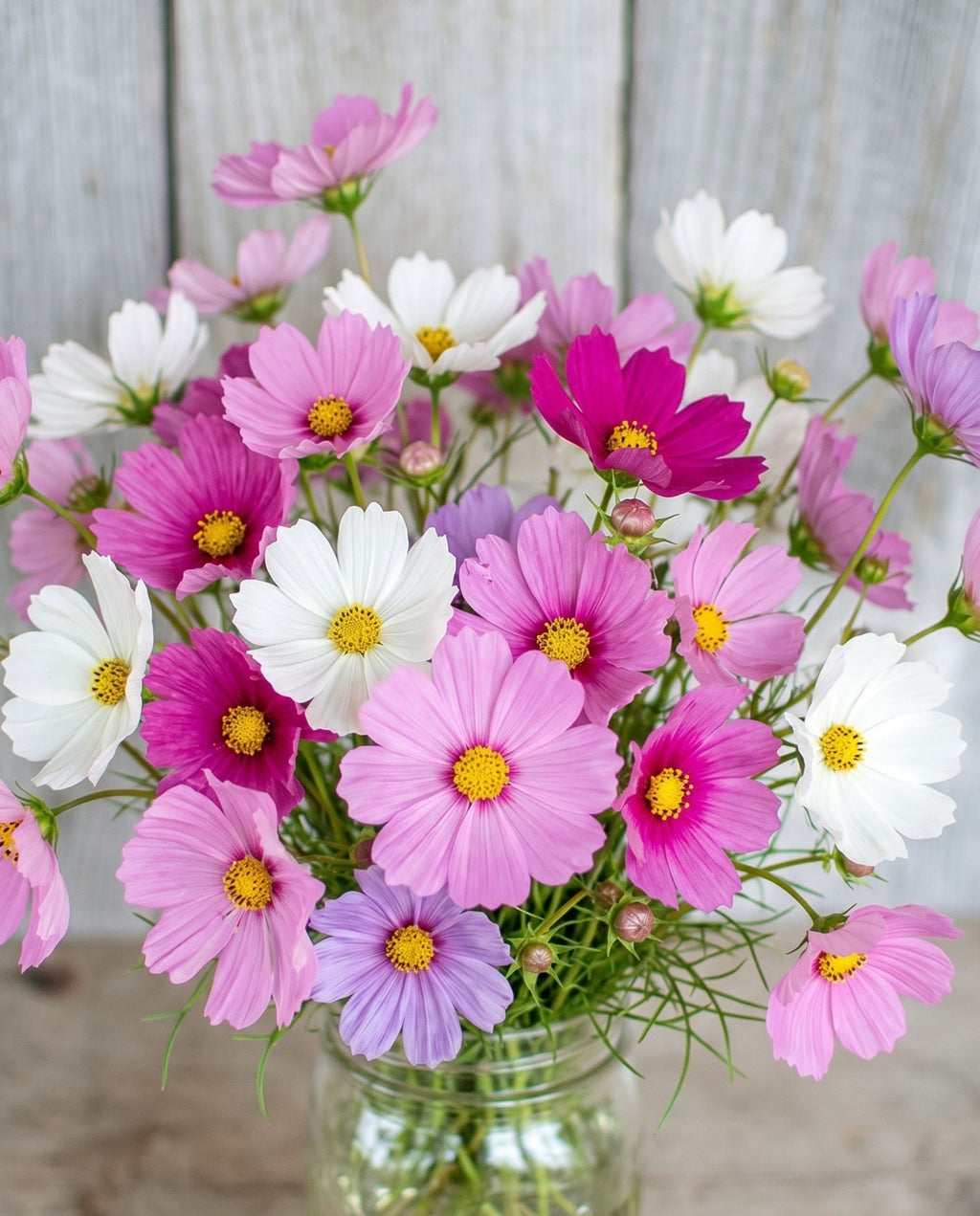 Cosmos 'Sensation Mix' Seeds