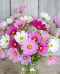 Cosmos 'Sensation Mix' Seeds
