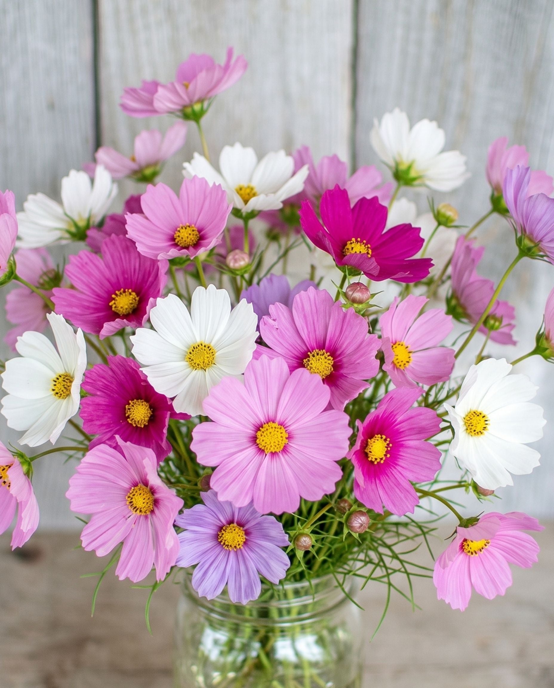 Cosmos 'Sensation Mix' Seeds