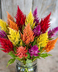 Celosia 'Fresh Look' Plumed Mix Seeds