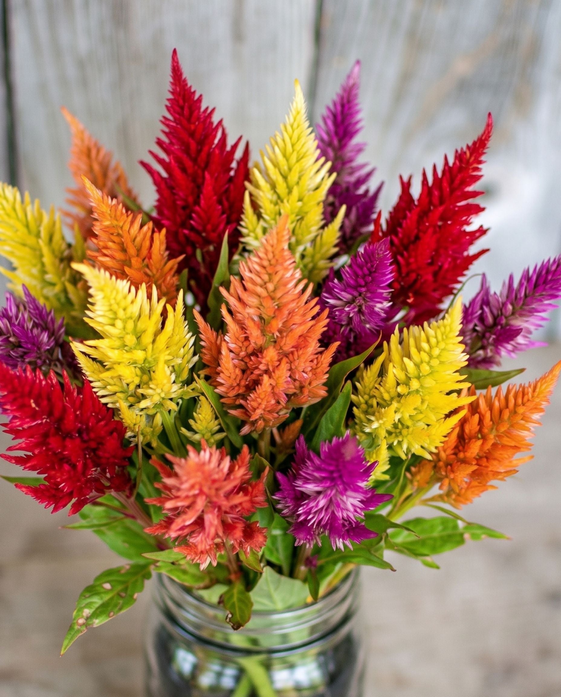 Celosia 'Fresh Look' Plumed Mix Seeds