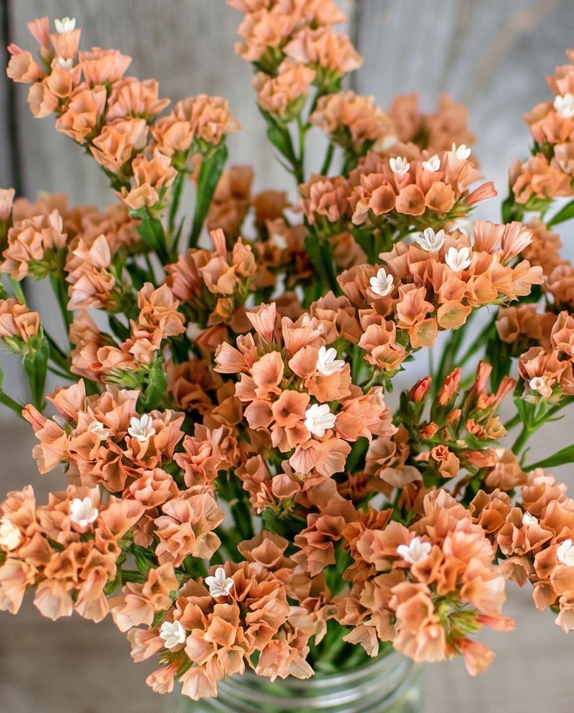 Statice 'Apricot' Seeds