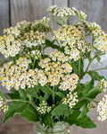 German Chamomile Seeds
