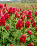 Crimson Clover Seeds