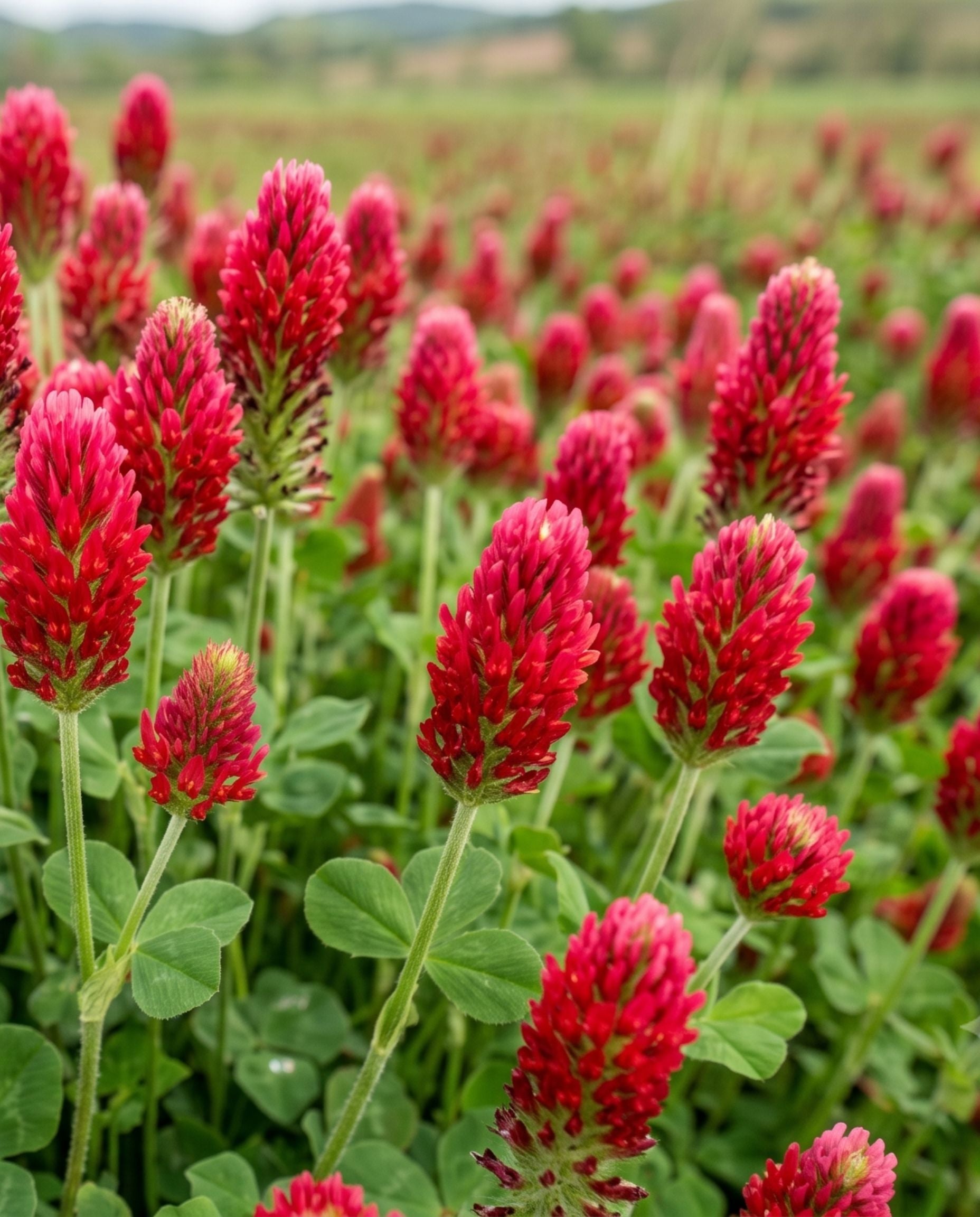 Crimson Clover Seeds