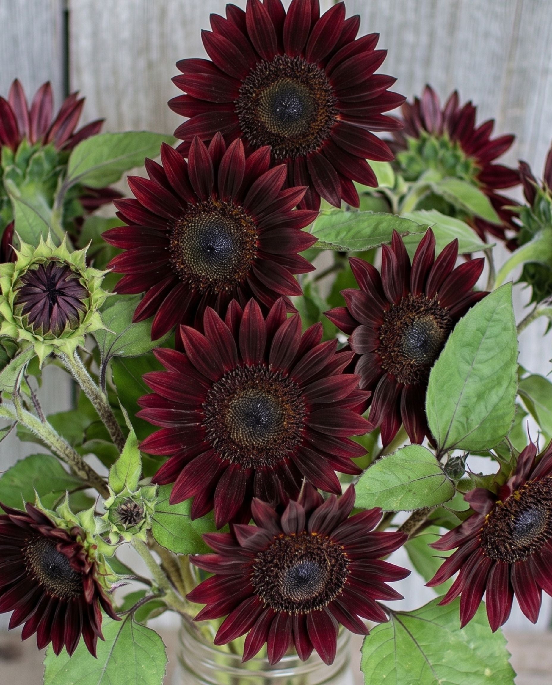 Sunflower 'Midnight Rouge' Seeds