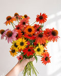Echinacea 'Cheyenne Spirit' Seed