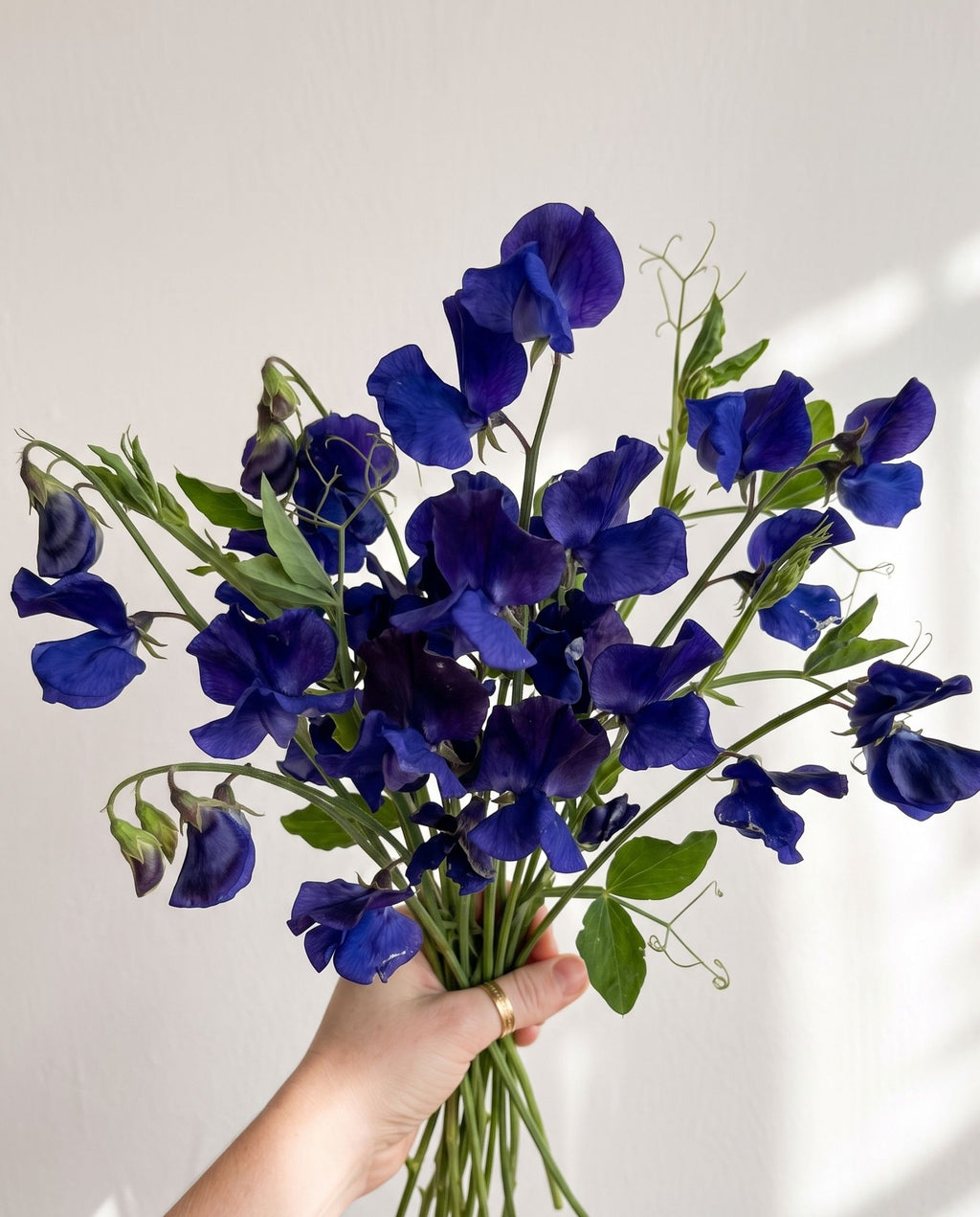 Sweet Pea 'Mammoth Navy Blue' Seed