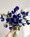 Sweet Pea 'Mammoth Navy Blue' Seed