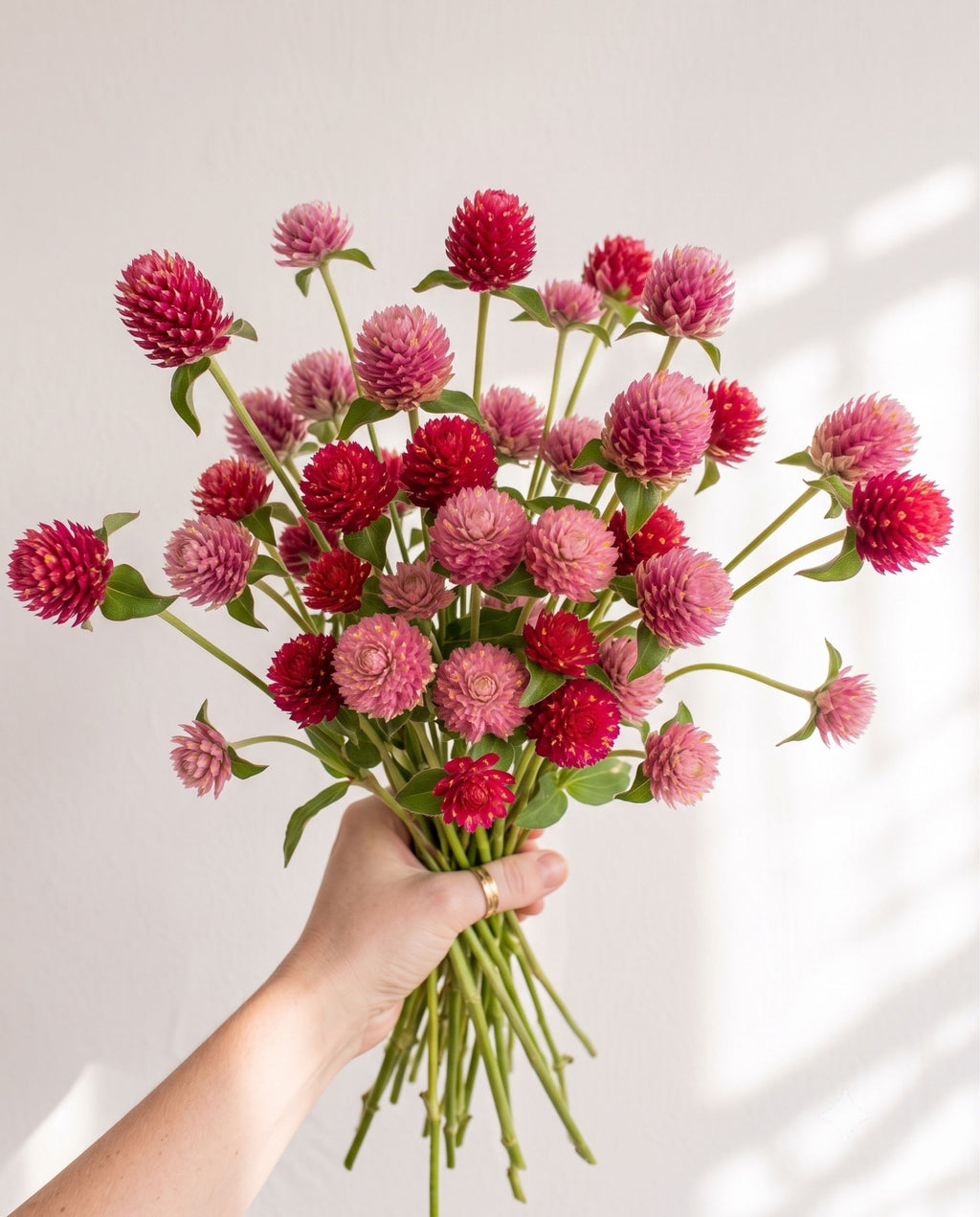 Gomphrena 'Sequin' Seed