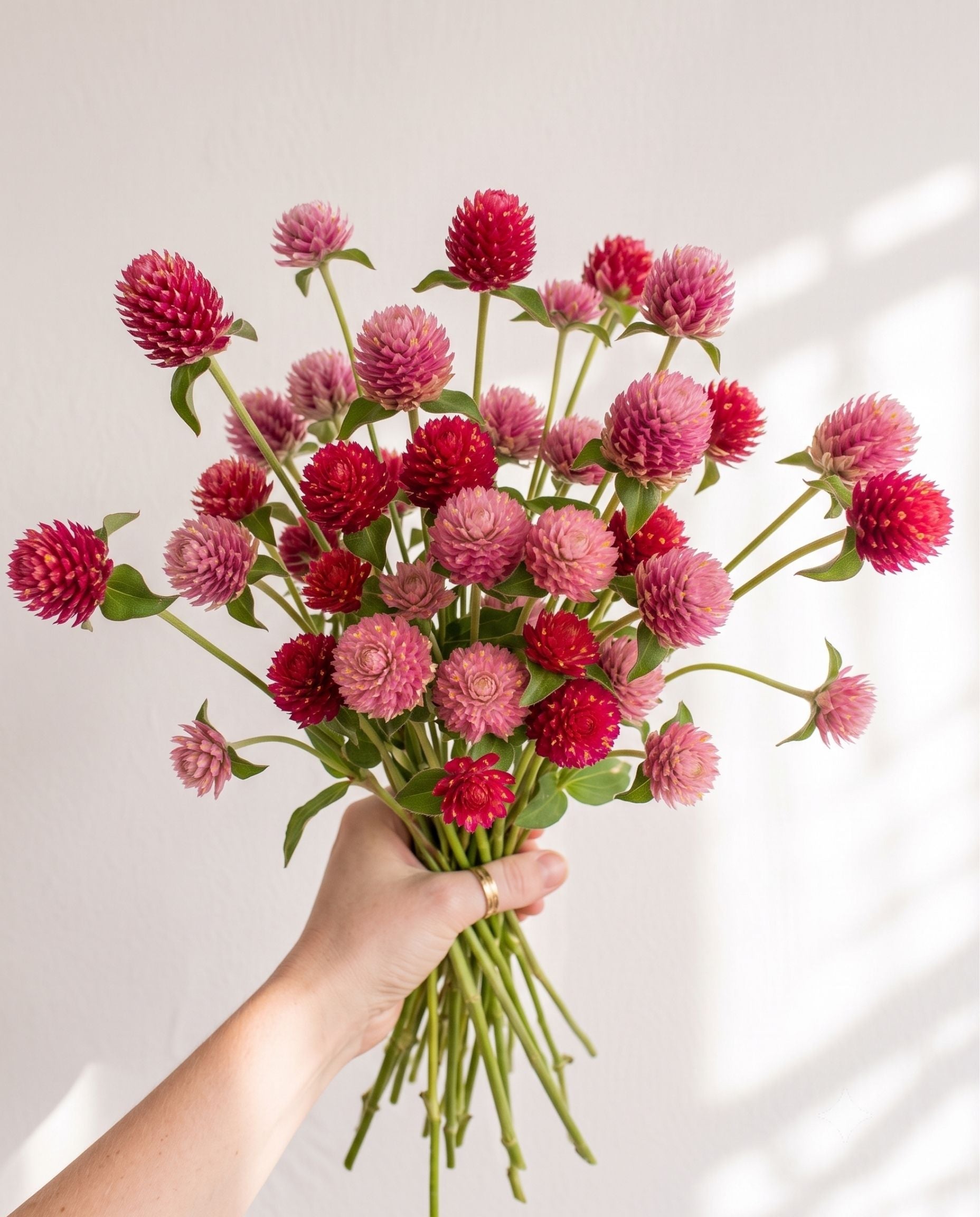 Gomphrena 'Sequin' Seed