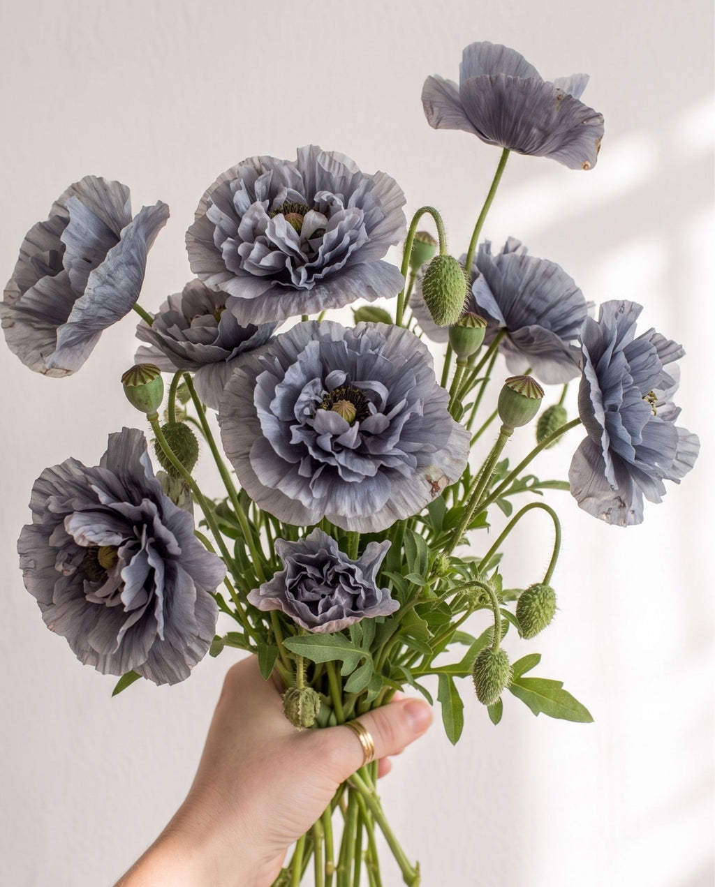 Shirley Poppy 'Amazing Grey' Seed
