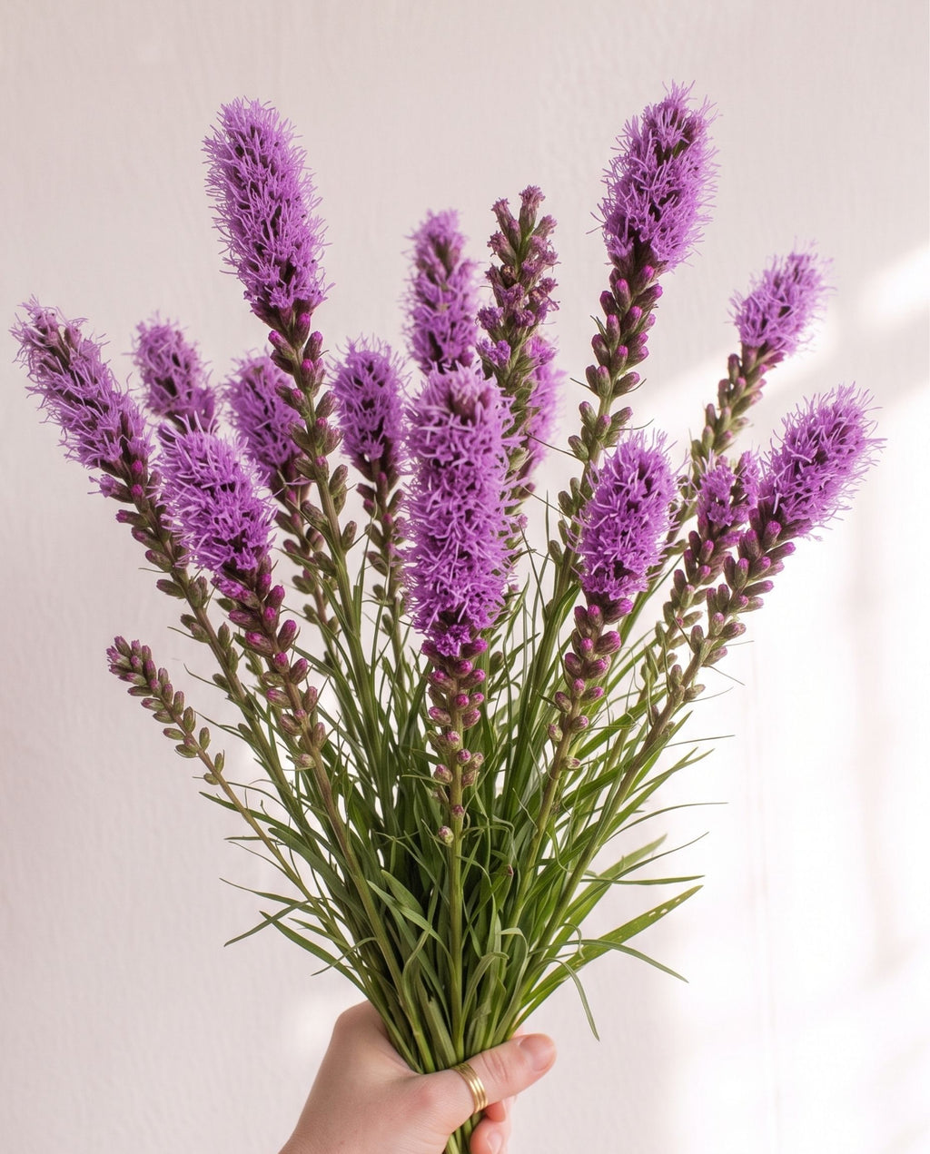 Liatris 'Blazing Star' Seed