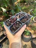 Red Garnet Amaranth Seedling 4 Pack