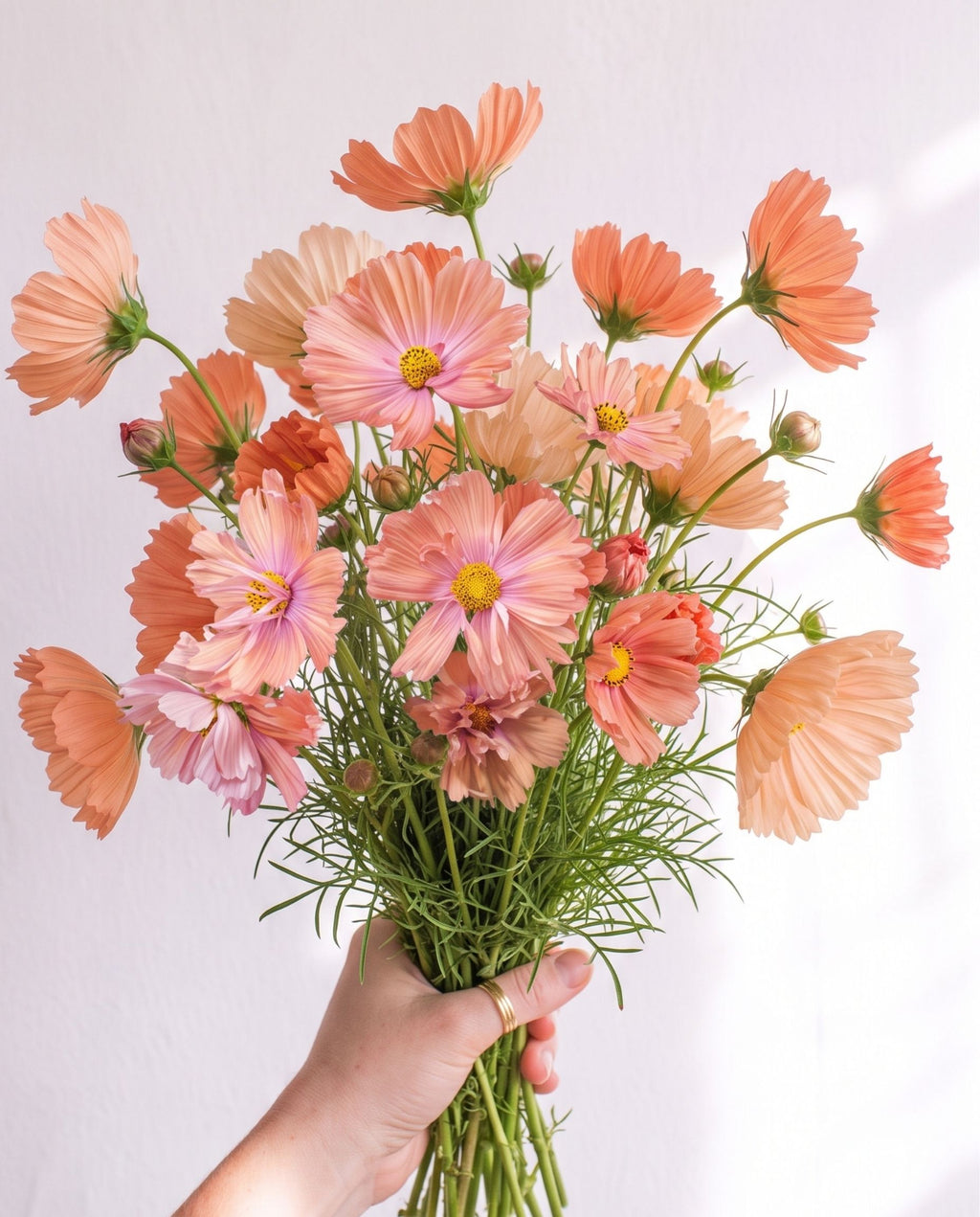 Cosmos 'Apricotta' Seed