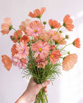 Cosmos 'Apricotta' Seed
