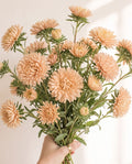 Scabiosa 'Fata Morgana' Seed