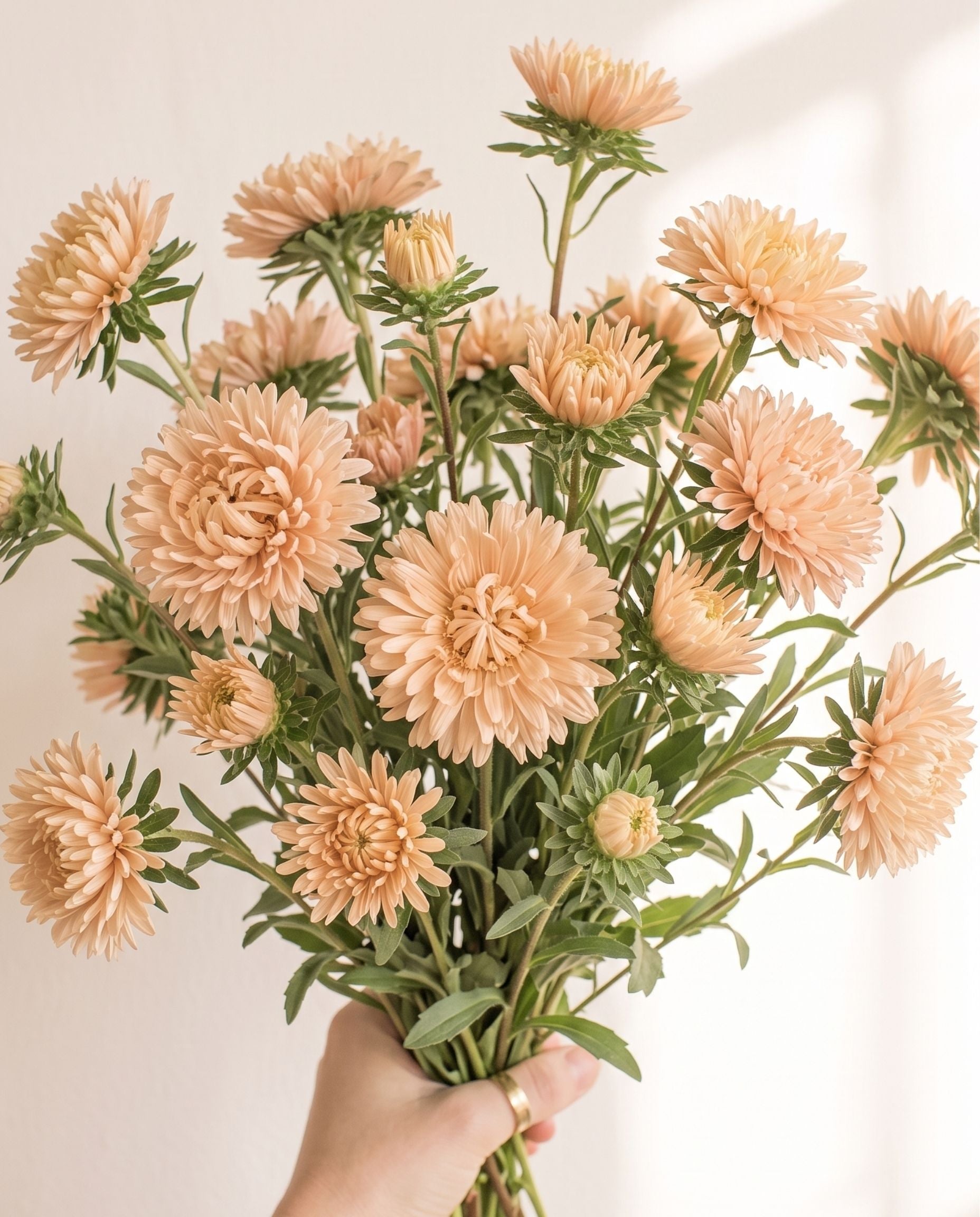 Scabiosa 'Fata Morgana' Seed