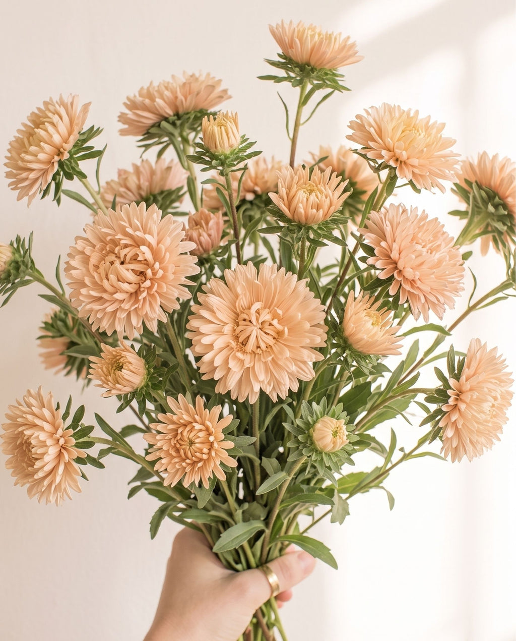 Aster 'Tower Chamois' Seed