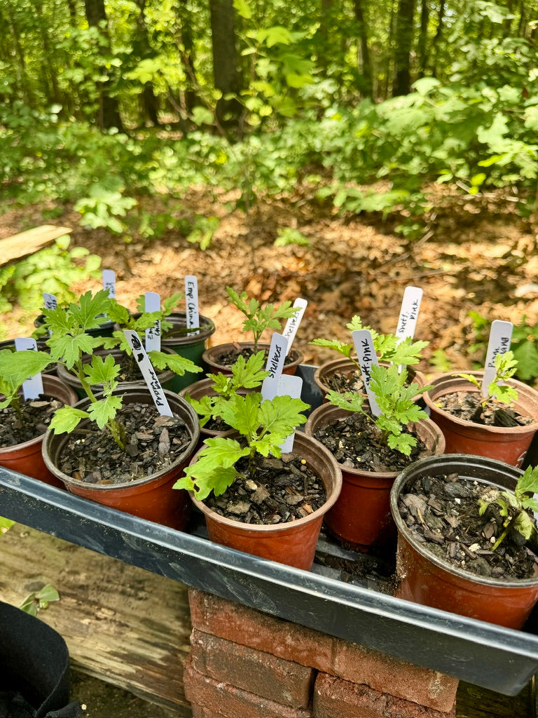 Shelbers Heirloom Mum Rooted Cutting