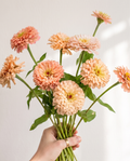 Zinnia 'Ballerina' Seed