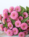 Zinnia 'Benary's Giant Bright Pink' Seed