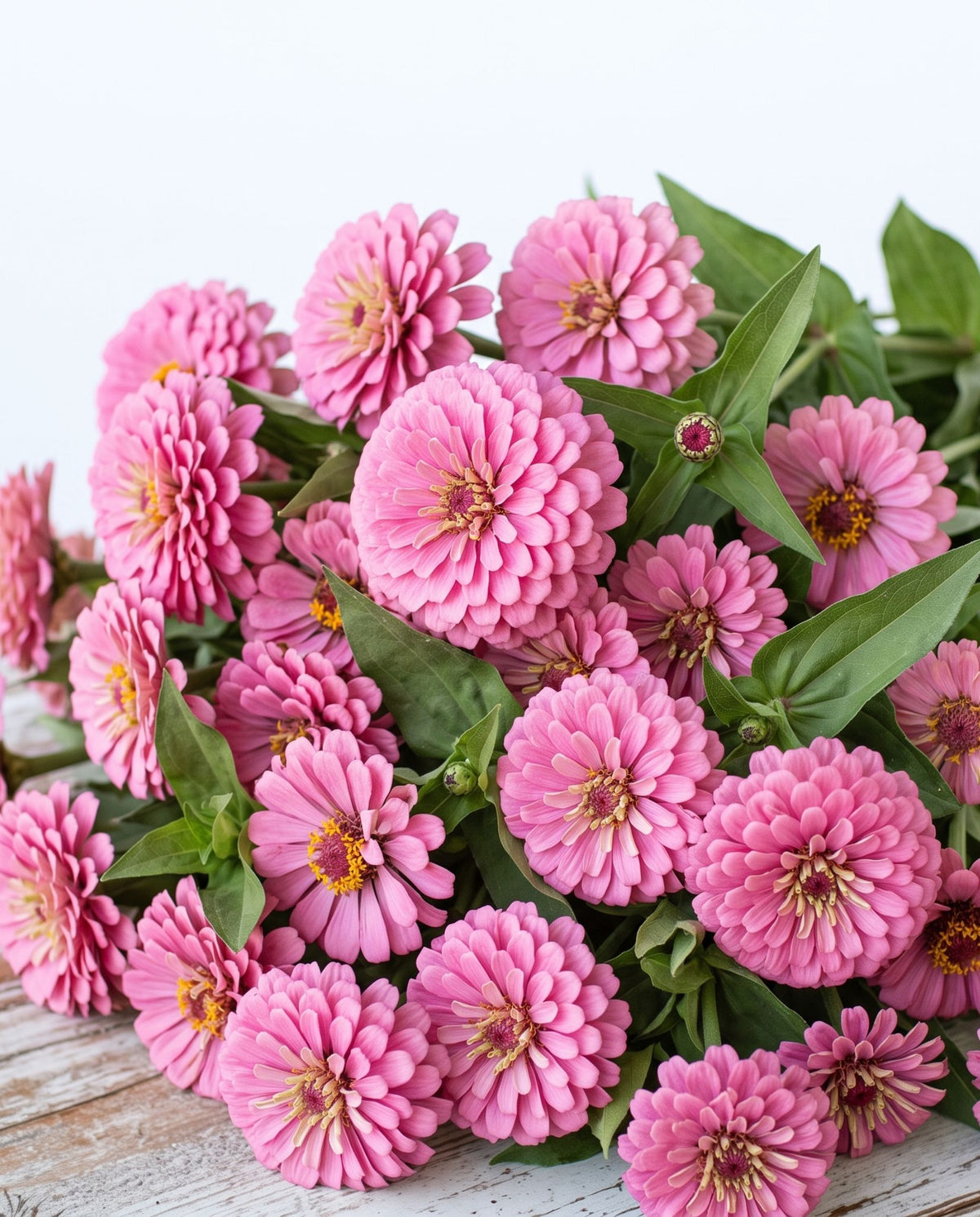 Zinnia 'Benary's Giant Bright Pink' Seed