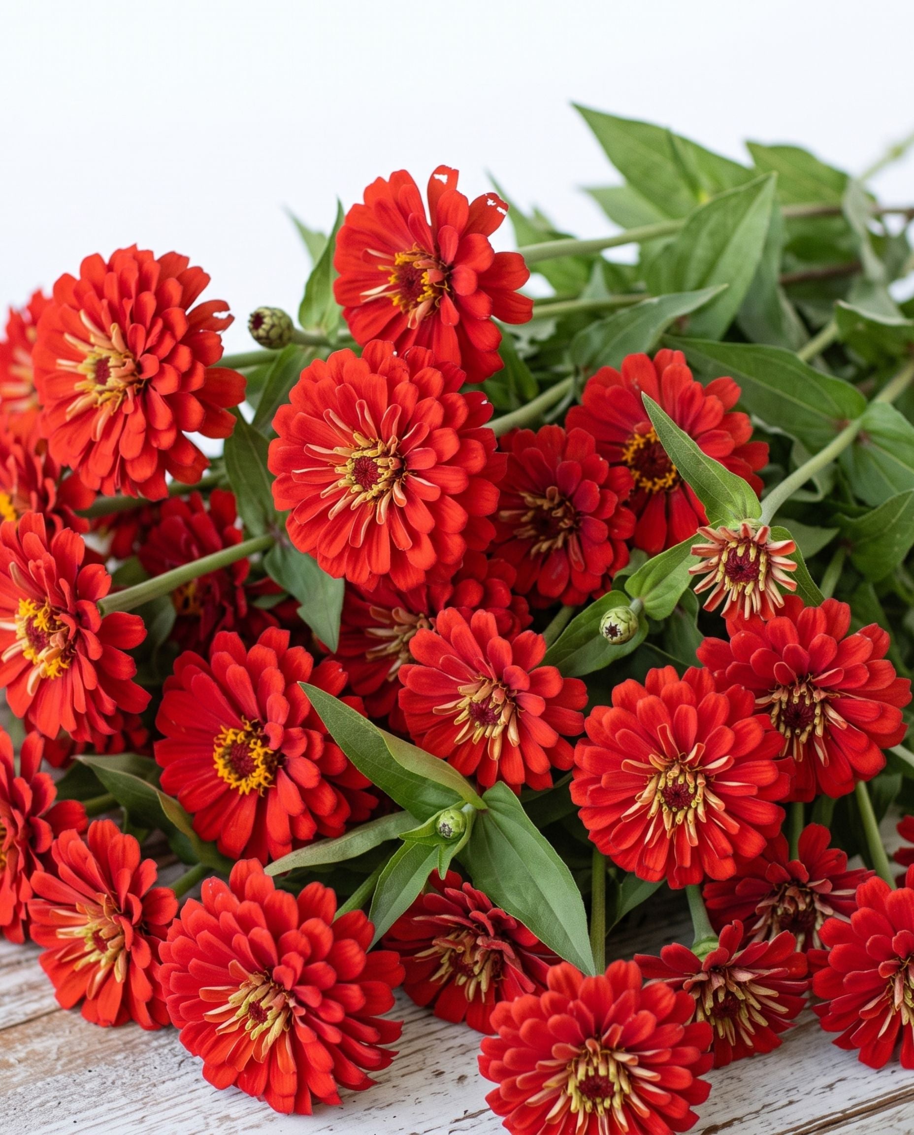 Zinnia 'Benary's Giant Scarlet' Seed