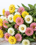 Recital Day Zinnia Mix — Soft Pink, White & Gold Zinnia Seed Blend