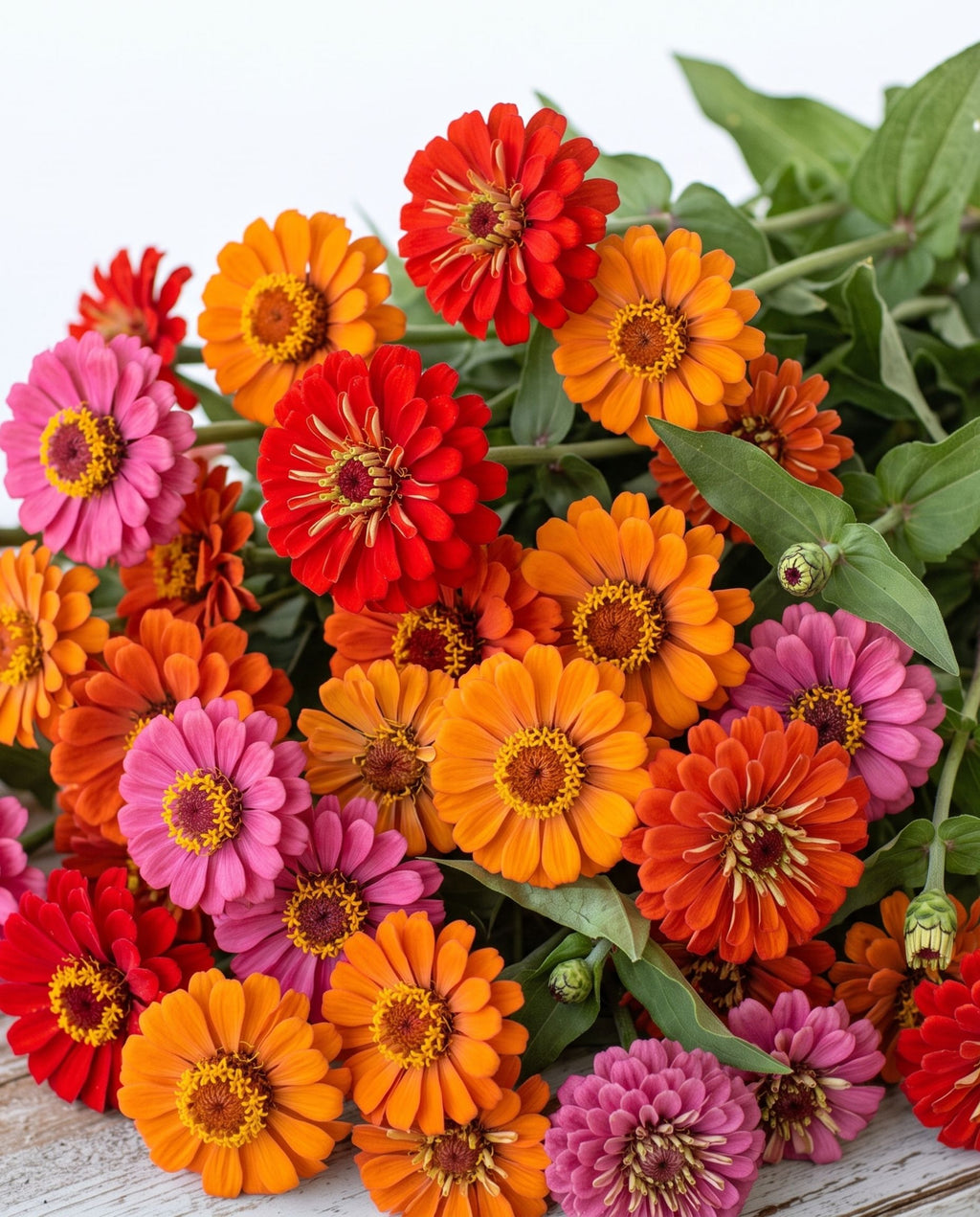 Wildflower Hour Zinnia Mix — Red, Orange & Hot Pink Zinnia Seed Blend