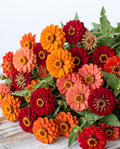 Tomato Girl Summer Zinnia Mix — Red, Orange & Sun-Ripened Zinnia Seed Blend