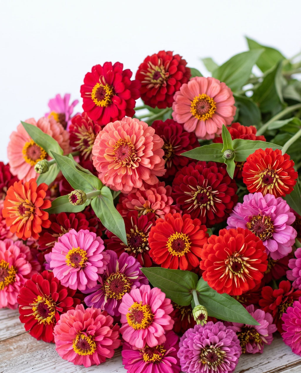Fur Coat, No Regrets Zinnia Mix — Wine, Scarlet & Hot Pink Zinnia Seed Blend
