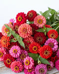 Fur Coat, No Regrets Zinnia Mix — Wine, Scarlet & Hot Pink Zinnia Seed Blend