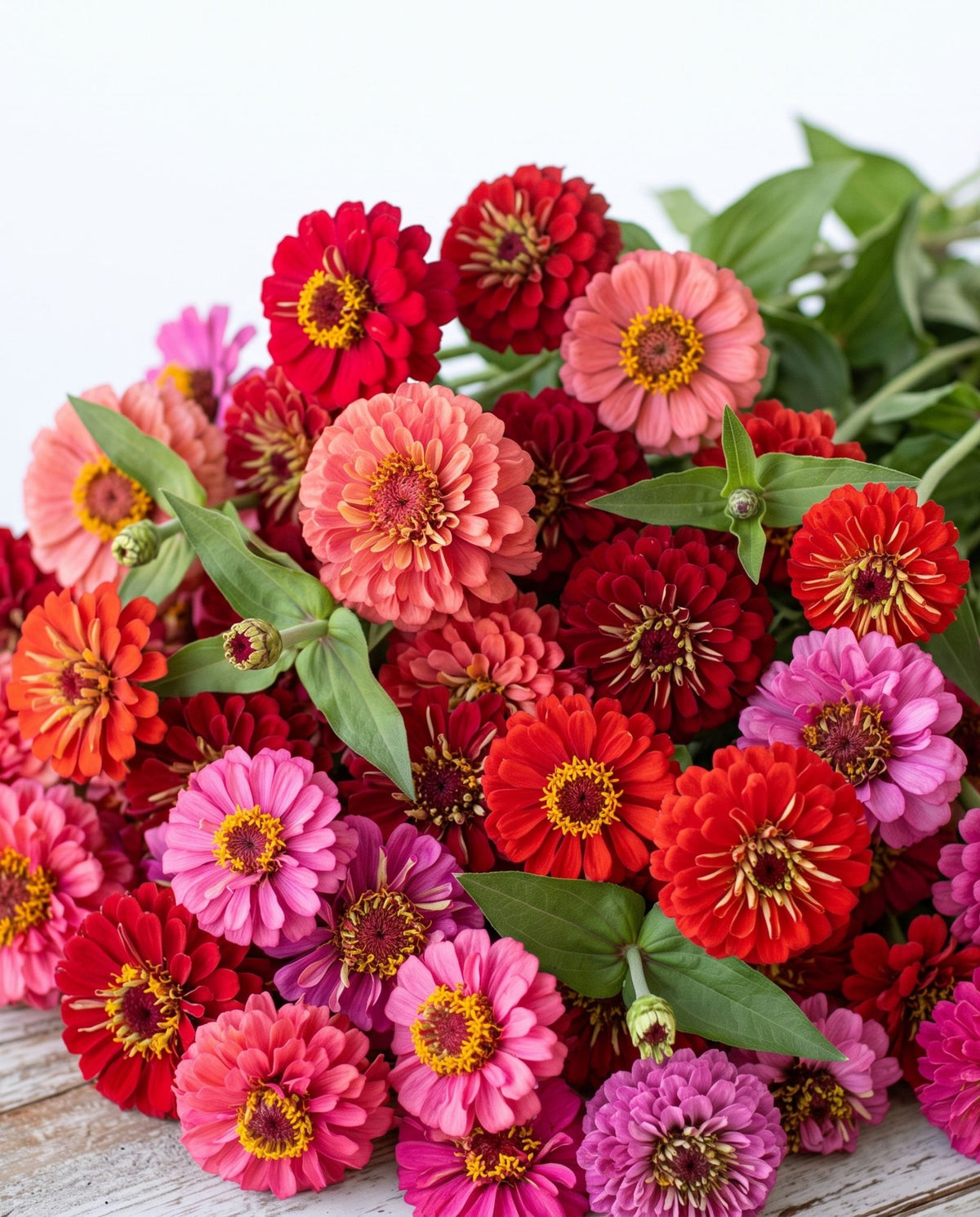 Fur Coat, No Regrets Zinnia Mix — Wine, Scarlet & Hot Pink Zinnia Seed Blend