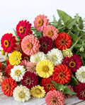Sunday Market Zinnia Mix — Coral, Yellow & White Zinnia Seed Blend