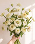 Zinnia 'Zinderella White' Seed