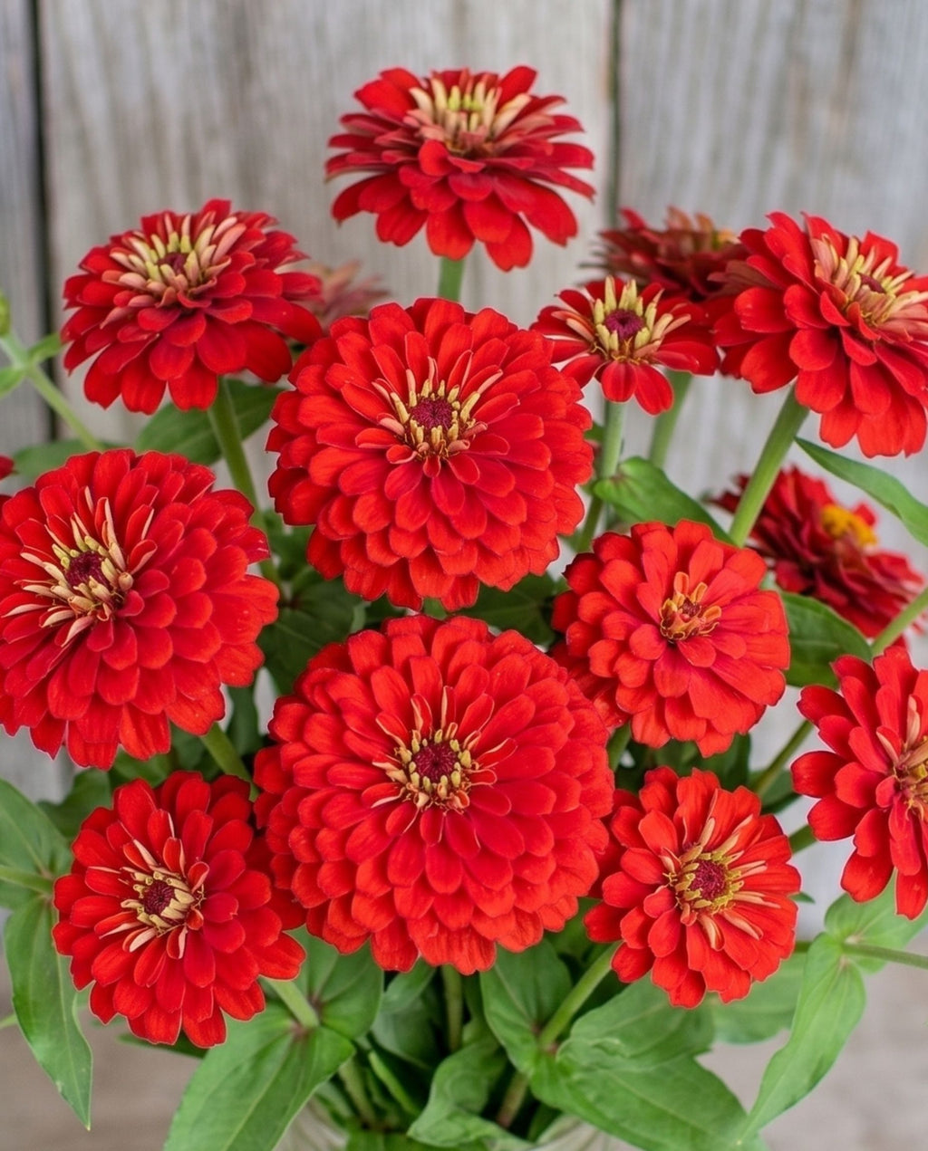 Zinnia 'Scarlet Flame' Seeds