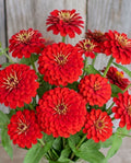 Zinnia 'Scarlet Flame' Seeds