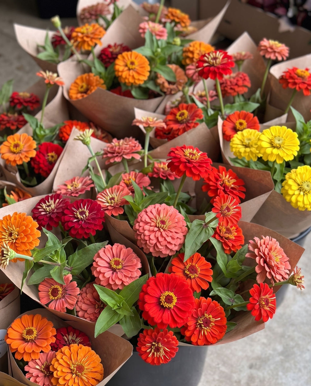 Study Hall Sunset Zinnia Mix — Burnt Orange, Wine & Gold Zinnia Seed Blend