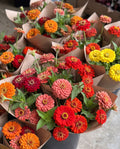 Study Hall Sunset Zinnia Mix — Burnt Orange, Wine & Gold Zinnia Seed Blend