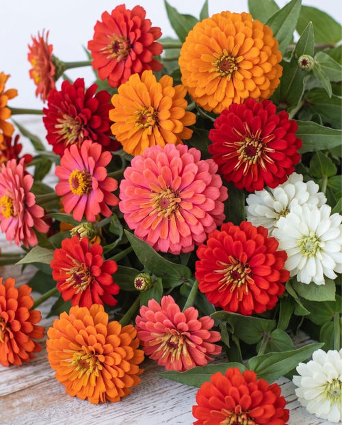 Aperol Hour Zinnia Mix — Orange, Coral & Cream Zinnia Seed Blend