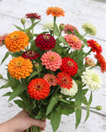 Aperol Hour Zinnia Mix — Orange, Coral & Cream Zinnia Seed Blend